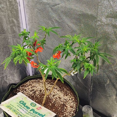 Frosty growlog timeline photo