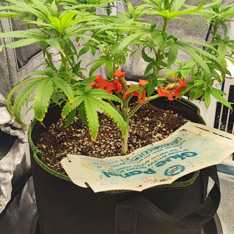 Sonic growlog timeline photo
