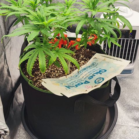 Sonic growlog timeline photo