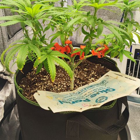 Sonic growlog timeline photo