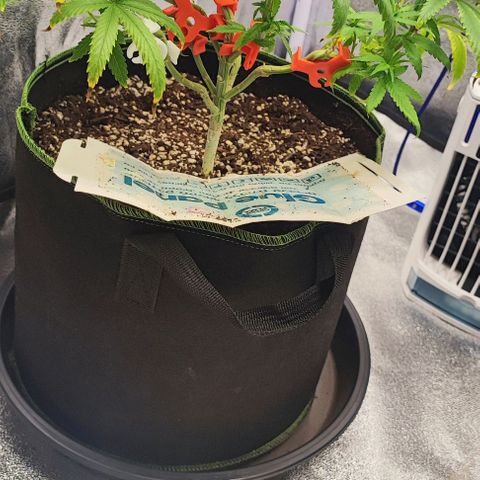 Sonic growlog timeline photo