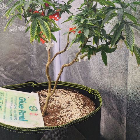 Frosty growlog timeline photo