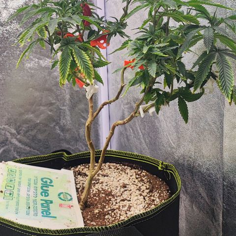 Frosty growlog timeline photo