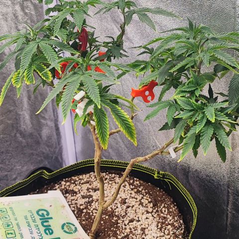 Frosty growlog timeline photo