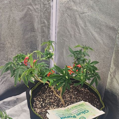 Frosty growlog timeline photo