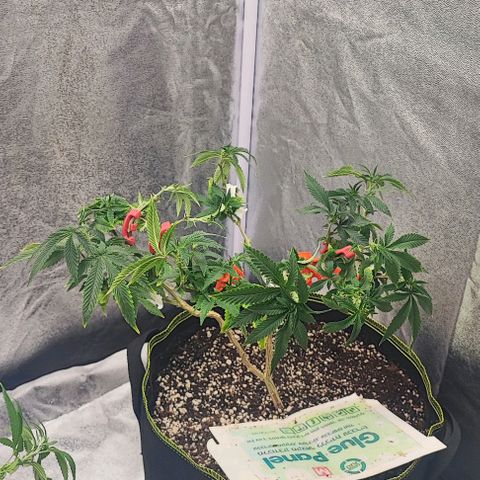 Frosty growlog timeline photo