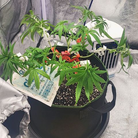 Sonic growlog timeline photo
