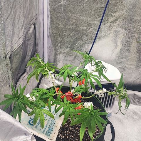 Sonic growlog timeline photo