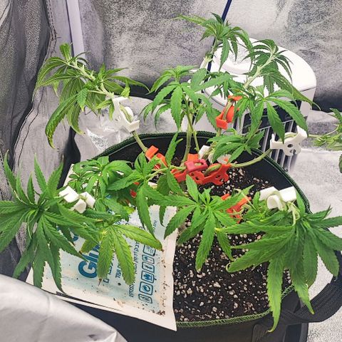 Sonic growlog timeline photo