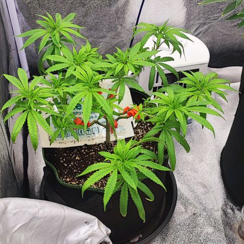 Sonic growlog timeline photo