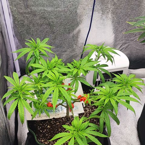 Sonic growlog timeline photo