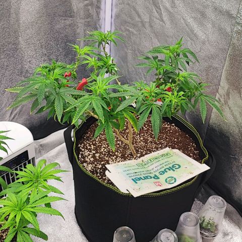 Frosty growlog timeline photo