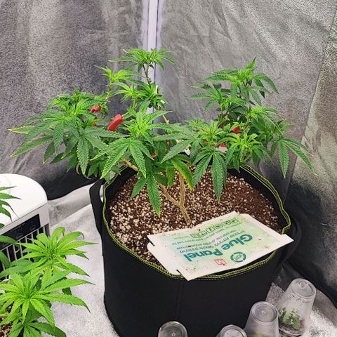 Frosty growlog timeline photo