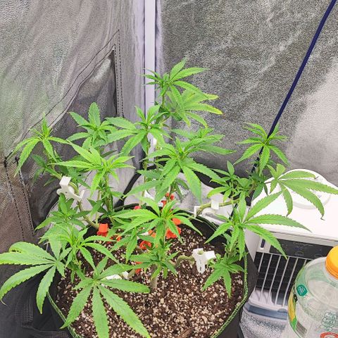 Sonic growlog timeline photo
