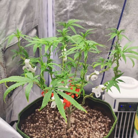 Sonic growlog timeline photo