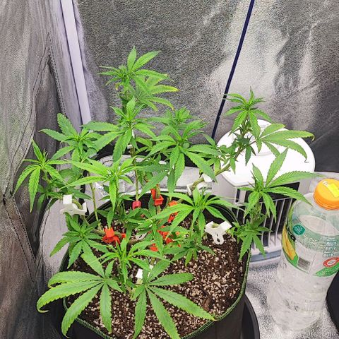 Sonic growlog timeline photo