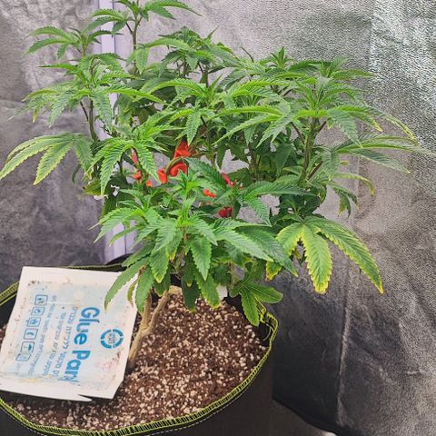 Frosty growlog timeline photo