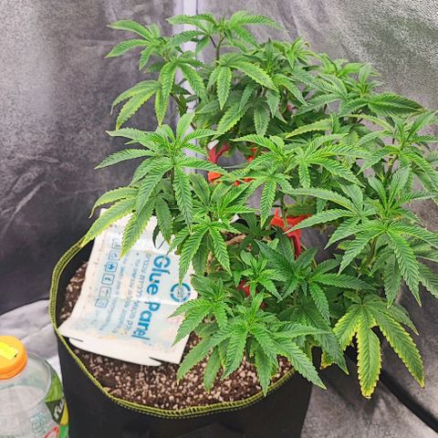 Frosty growlog timeline photo