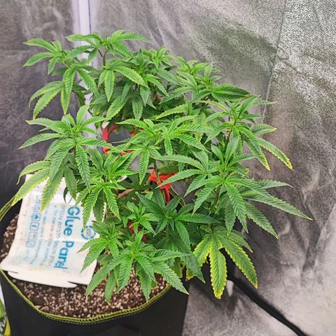 Frosty growlog timeline photo