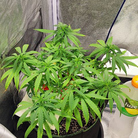 Sonic growlog timeline photo
