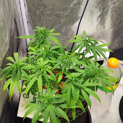 Sonic growlog timeline photo