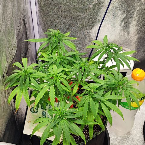 Sonic growlog timeline photo