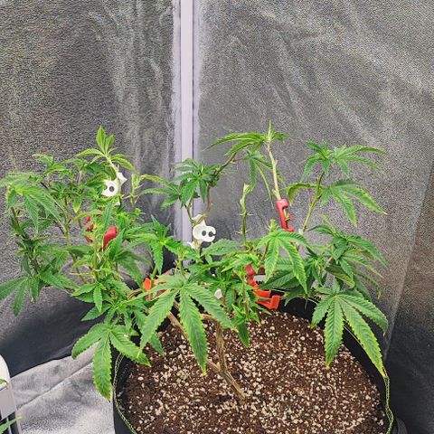 Frosty growlog timeline photo