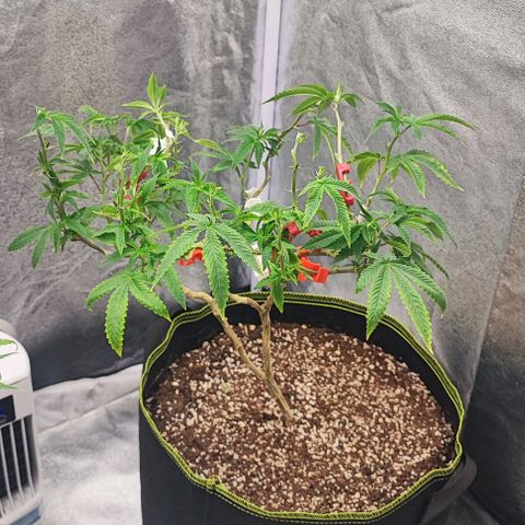Frosty growlog timeline photo
