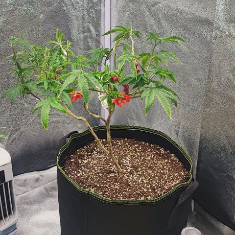 Frosty growlog timeline photo