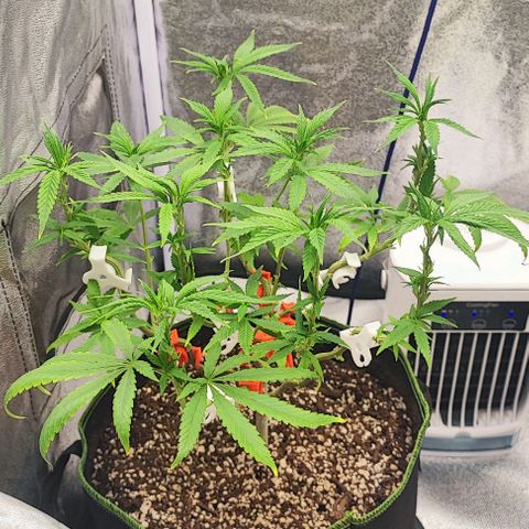 Sonic growlog timeline photo
