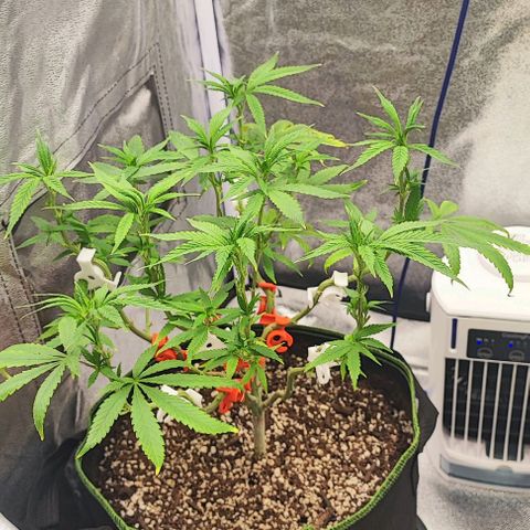 Sonic growlog timeline photo