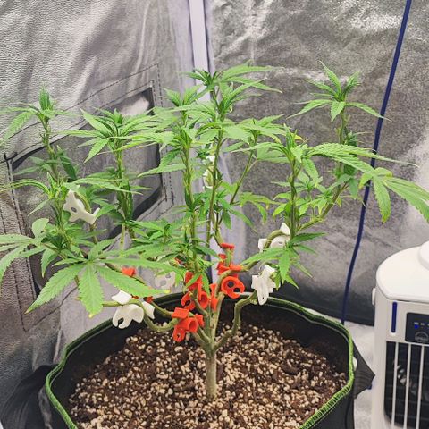 Sonic growlog timeline photo
