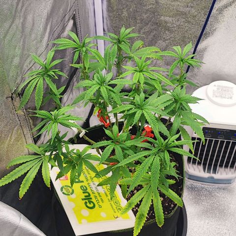 Sonic growlog timeline photo