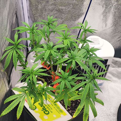 Sonic growlog timeline photo