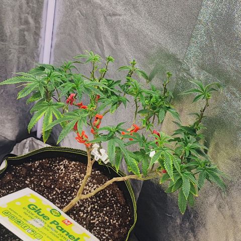 Frosty growlog timeline photo