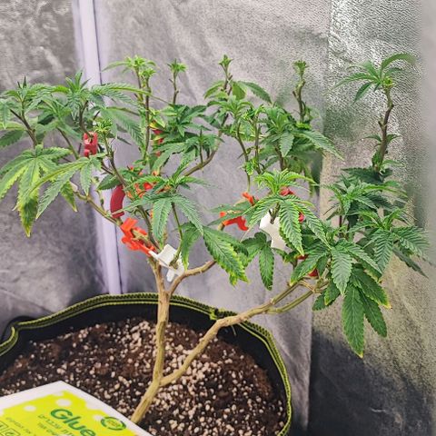 Frosty growlog timeline photo