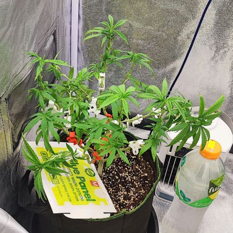 Sonic growlog timeline photo