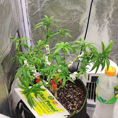 Sonic growlog timeline photo