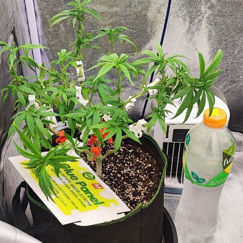 Sonic growlog timeline photo