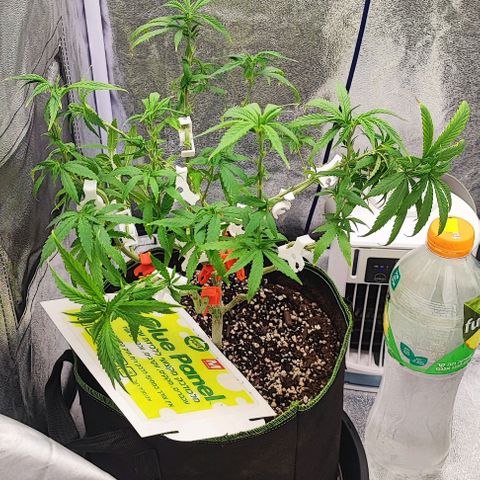 Sonic growlog timeline photo