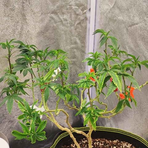 Frosty growlog timeline photo
