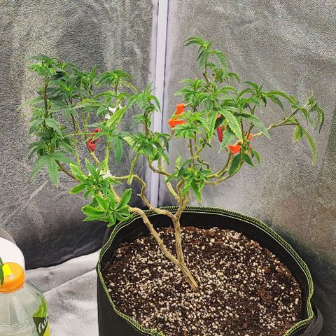 Frosty growlog timeline photo