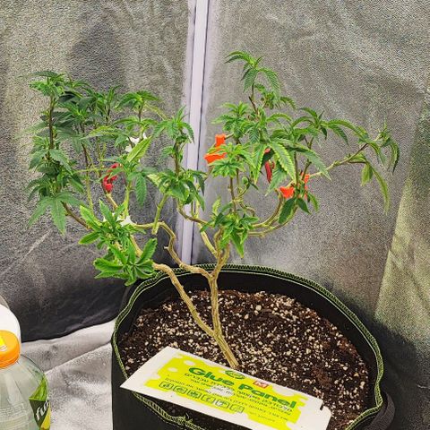 Frosty growlog timeline photo