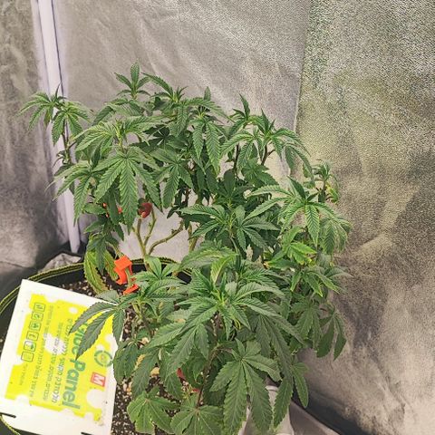 Frosty growlog timeline photo