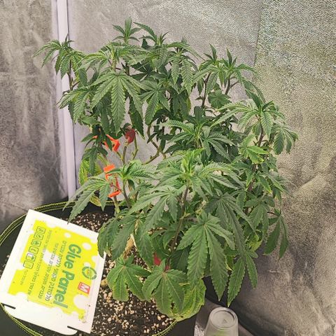 Frosty growlog timeline photo