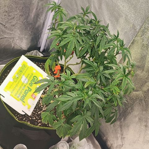 Frosty growlog timeline photo