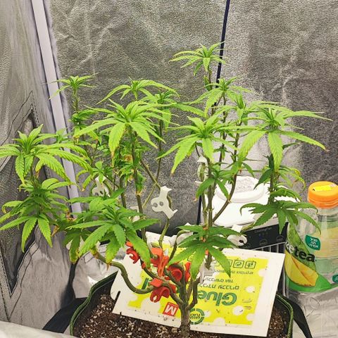 Sonic growlog timeline photo