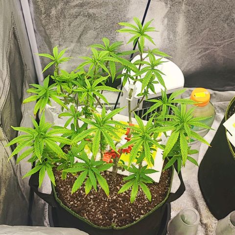 Sonic growlog timeline photo