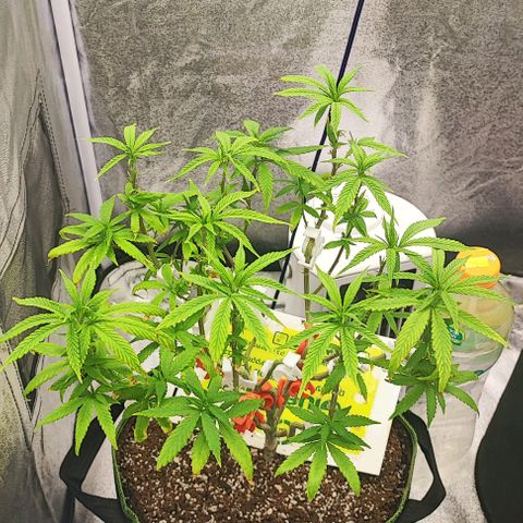 Sonic growlog timeline photo