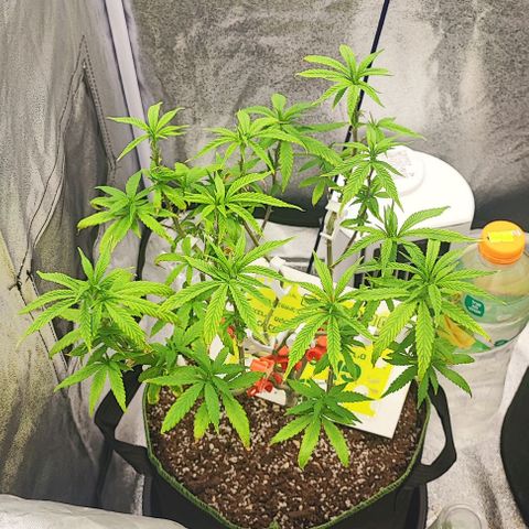 Sonic growlog timeline photo